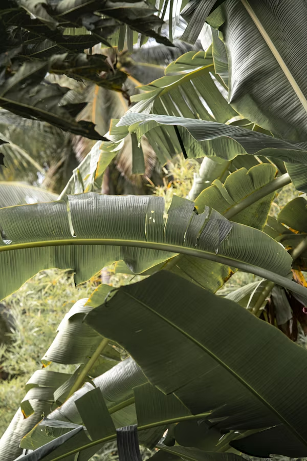 Immersion Nature en Amazonie