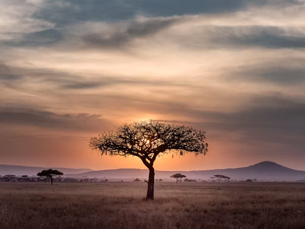 Safari en Tanzanie
